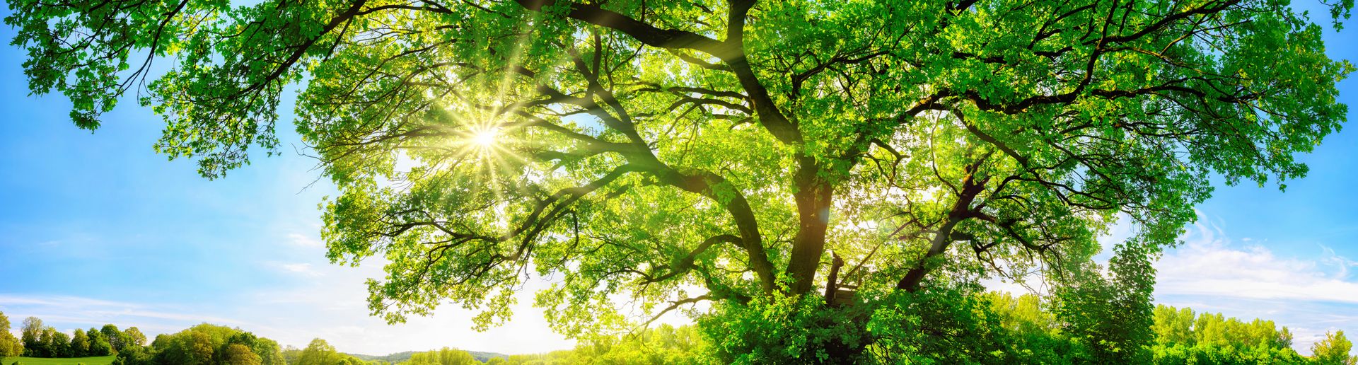 Ein prächtiger Baum durch dessen Blätterdach Licht fällt steht auf einer Wiese